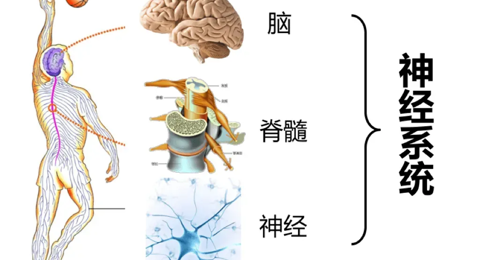 【仙醫(yī)科普】神經(jīng)內(nèi)科到底看什么病？